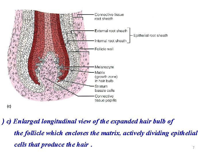 ) c) Enlarged longitudinal view of the expanded hair bulb of the follicle which