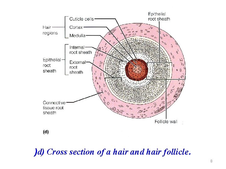 )d) Cross section of a hair and hair follicle. 8 