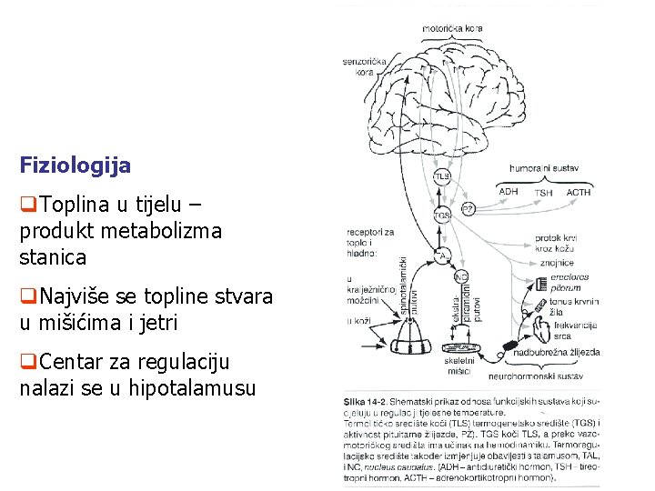 Fiziologija q. Toplina u tijelu – produkt metabolizma stanica q. Najviše se topline stvara