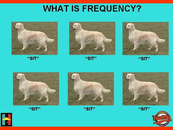 WHAT IS FREQUENCY? “SIT” “SIT” 