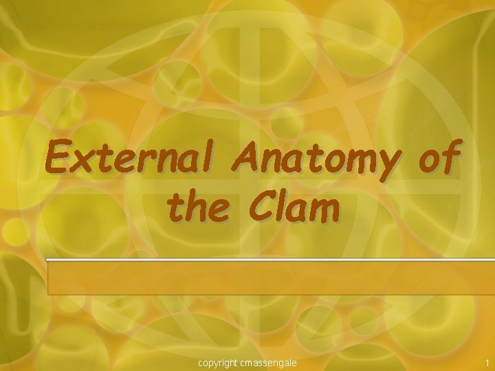 External Anatomy of the Clam copyright cmassengale 1 
