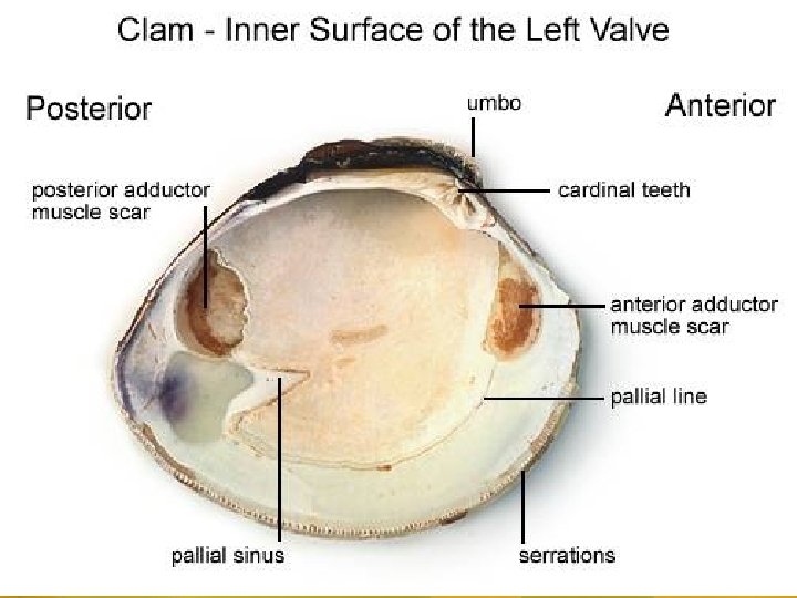 copyright cmassengale 12 