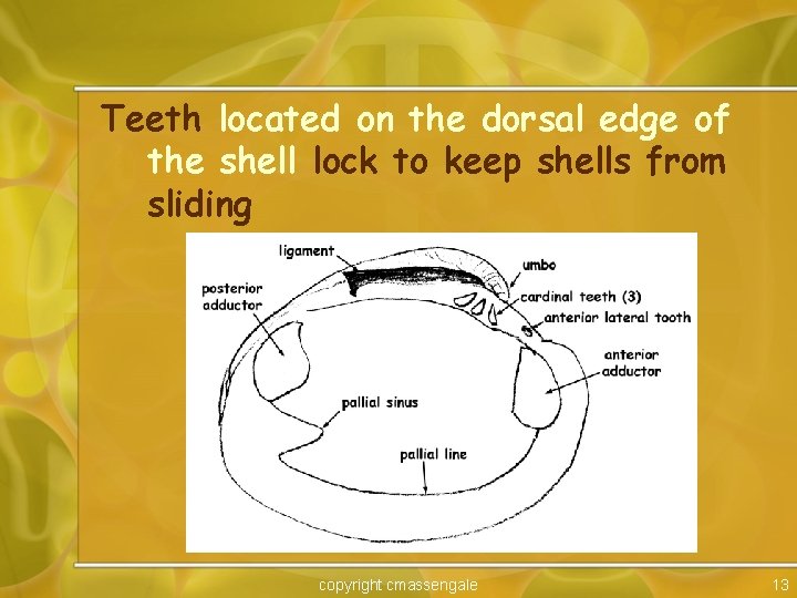 Teeth located on the dorsal edge of the shell lock to keep shells from