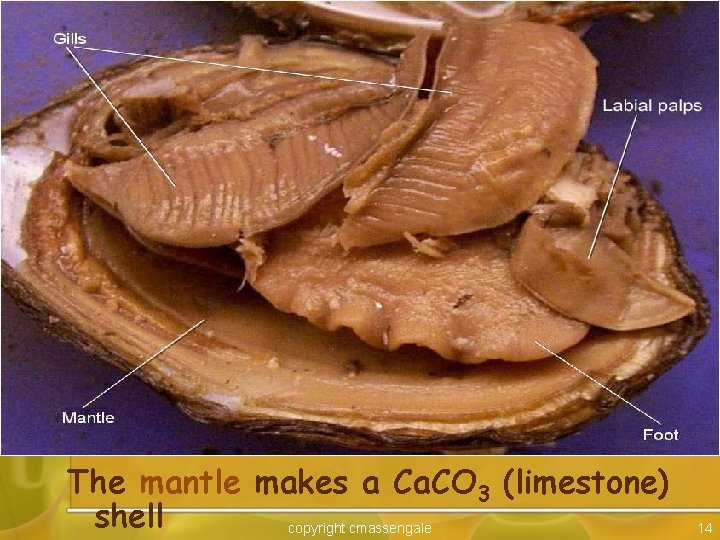 The mantle makes a Ca. CO 3 (limestone) shell copyright cmassengale 14 