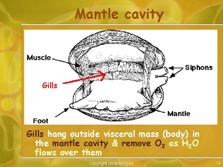 Mantle cavity Gills hang outside visceral mass (body) in the mantle cavity & remove