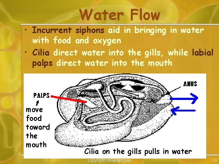 Water Flow • Incurrent siphons aid in bringing in water with food and oxygen