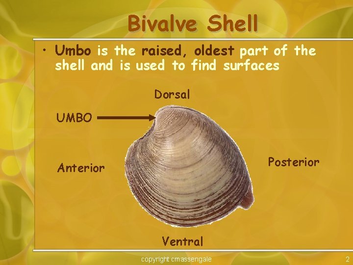 Bivalve Shell • Umbo is the raised, oldest part of the shell and is