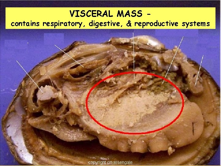 VISCERAL MASS - contains respiratory, digestive, & reproductive systems copyright cmassengale 20 