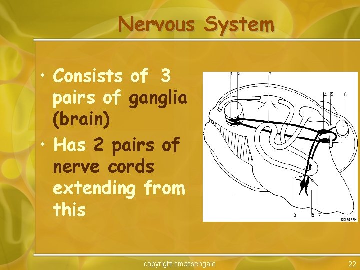 Nervous System • Consists of 3 pairs of ganglia (brain) • Has 2 pairs