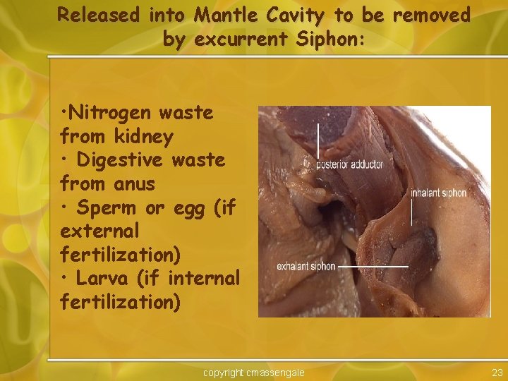 Released into Mantle Cavity to be removed by excurrent Siphon: • Nitrogen waste from