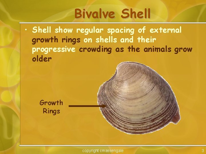 Bivalve Shell • Shell show regular spacing of external growth rings on shells and