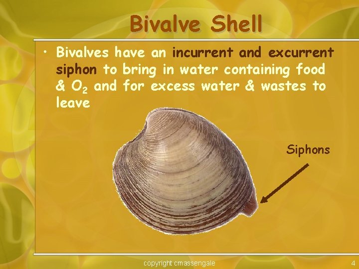 Bivalve Shell • Bivalves have an incurrent and excurrent siphon to bring in water