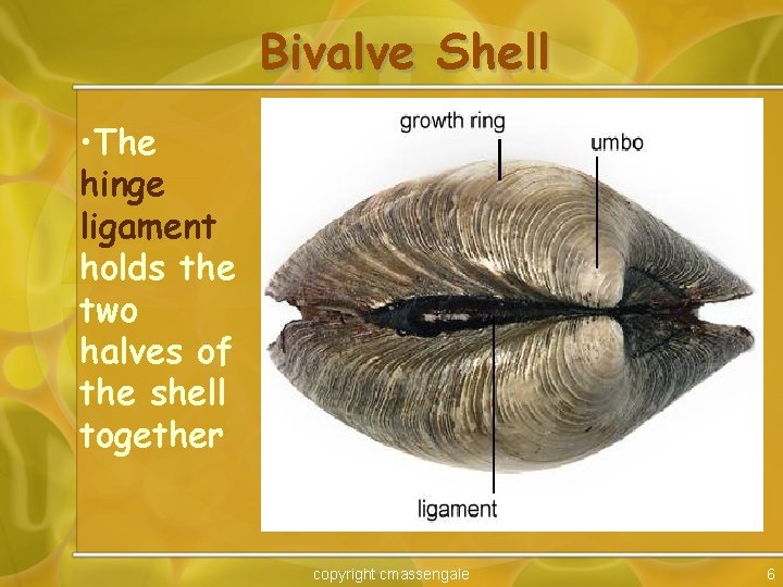 Bivalve Shell • The hinge ligament holds the two halves of the shell together