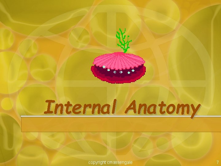 Internal Anatomy copyright cmassengale 7 