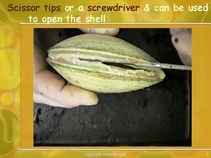 Scissor tips or a screwdriver & can be used to open the shell copyright