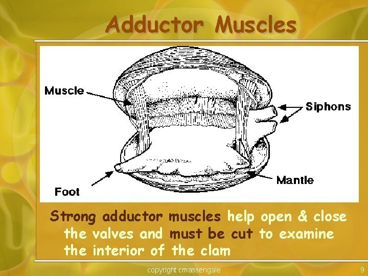 Adductor Muscles Strong adductor muscles help open & close the valves and must be
