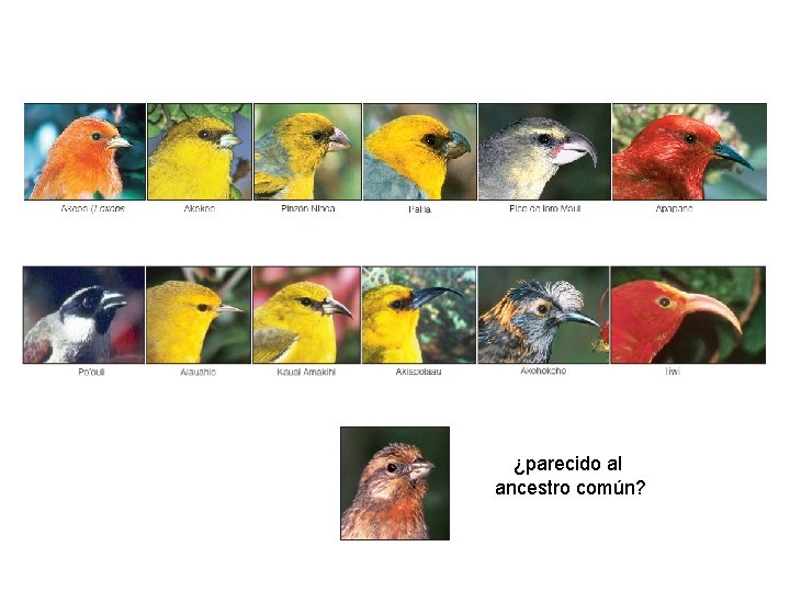¿parecido al ancestro común? 