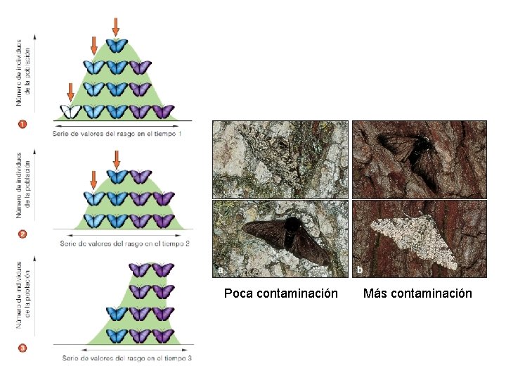 Poca contaminación Más contaminación 