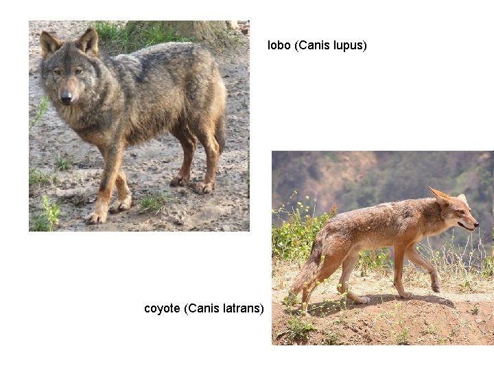 lobo (Canis lupus) coyote (Canis latrans) 