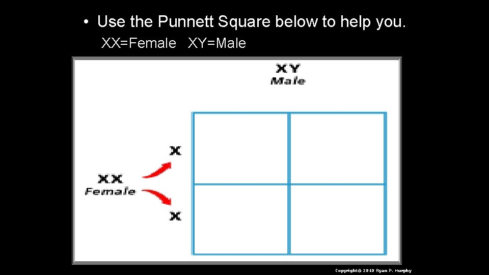  • Use the Punnett Square below to help you. XX=Female XY=Male Copyright© 2010