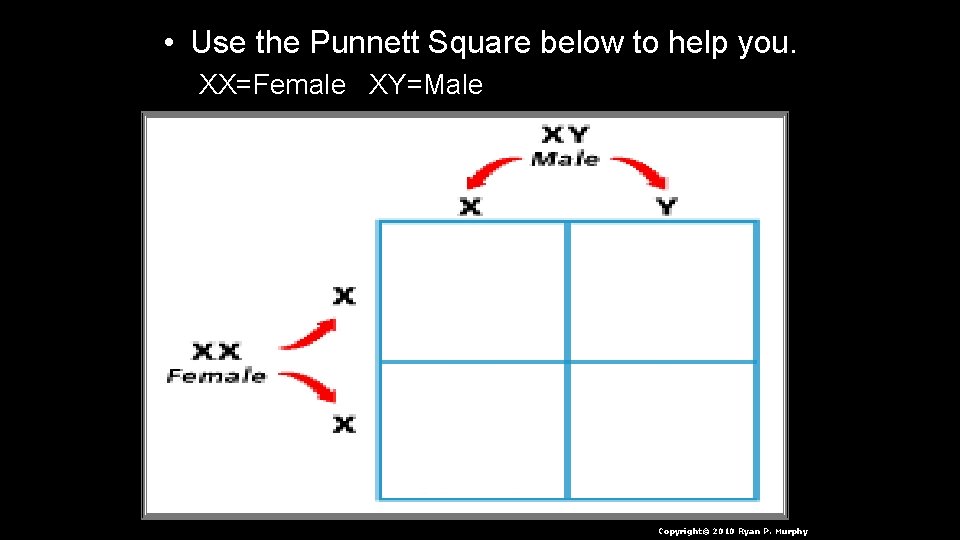  • Use the Punnett Square below to help you. XX=Female XY=Male Copyright© 2010