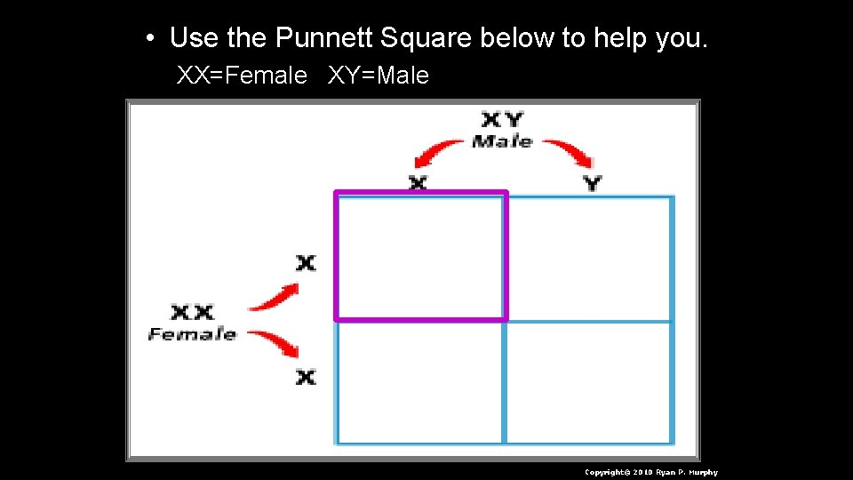  • Use the Punnett Square below to help you. XX=Female XY=Male Copyright© 2010