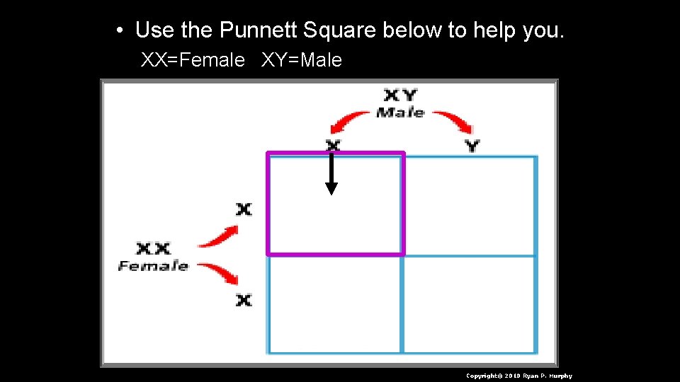  • Use the Punnett Square below to help you. XX=Female XY=Male Copyright© 2010