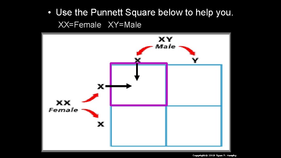  • Use the Punnett Square below to help you. XX=Female XY=Male Copyright© 2010