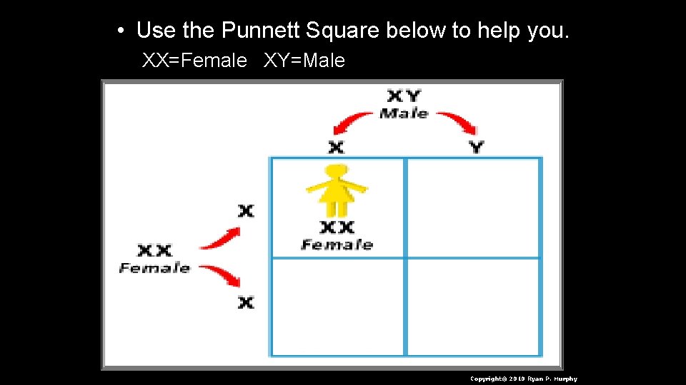  • Use the Punnett Square below to help you. XX=Female XY=Male Copyright© 2010