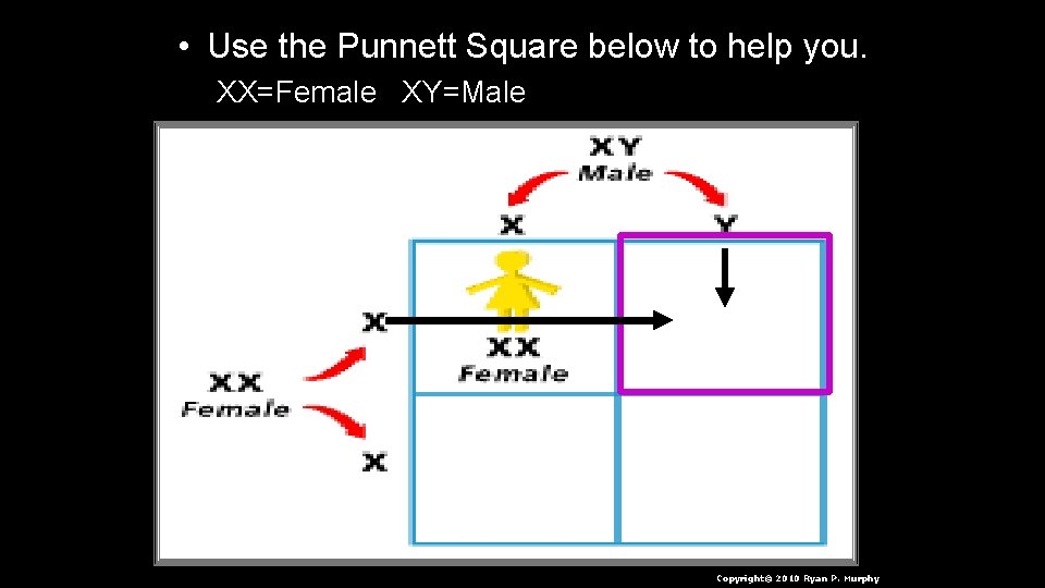  • Use the Punnett Square below to help you. XX=Female XY=Male Copyright© 2010