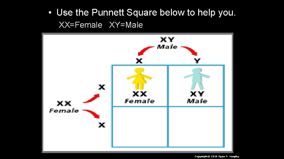  • Use the Punnett Square below to help you. XX=Female XY=Male Copyright© 2010