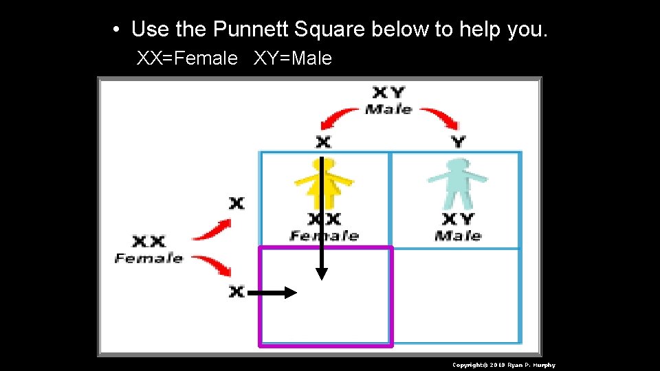  • Use the Punnett Square below to help you. XX=Female XY=Male Copyright© 2010