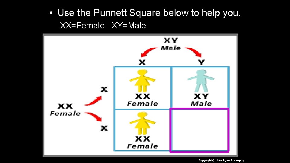  • Use the Punnett Square below to help you. XX=Female XY=Male Copyright© 2010