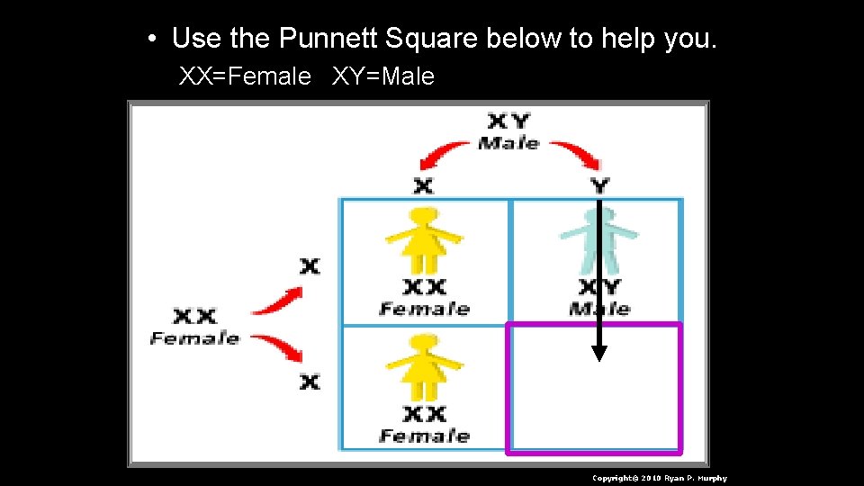  • Use the Punnett Square below to help you. XX=Female XY=Male Copyright© 2010