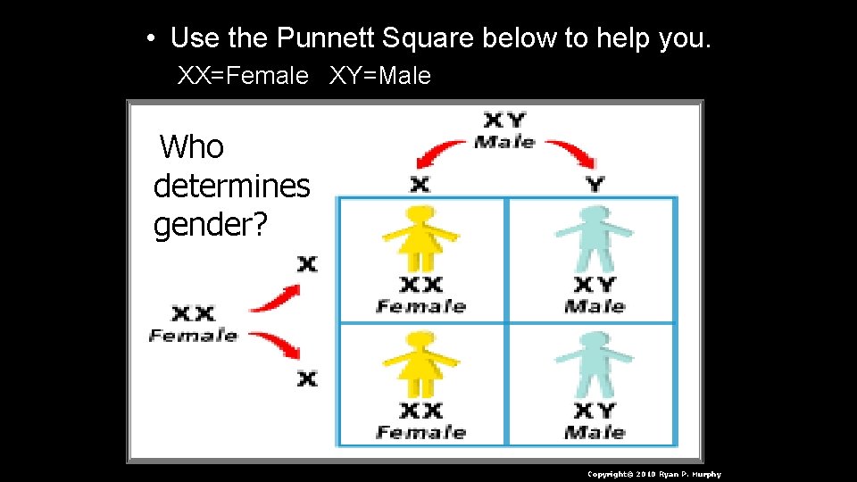  • Use the Punnett Square below to help you. XX=Female XY=Male Who determines