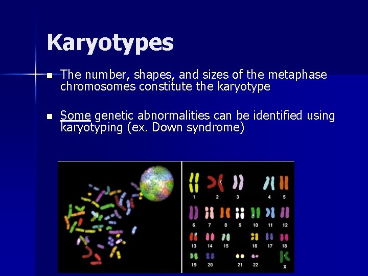 Karyotypes n The number, shapes, and sizes of the metaphase chromosomes constitute the karyotype