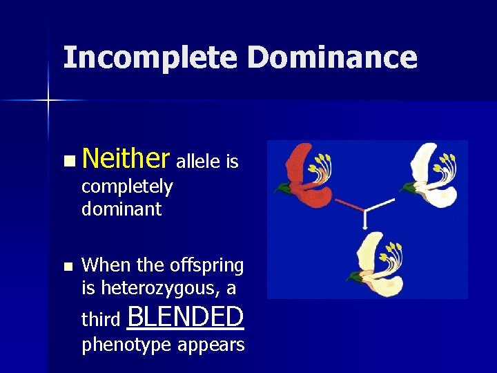 Incomplete Dominance n Neither allele is completely dominant n When the offspring is heterozygous, Incomplete Dominance n Neither allele is completely dominant n When the offspring is heterozygous,