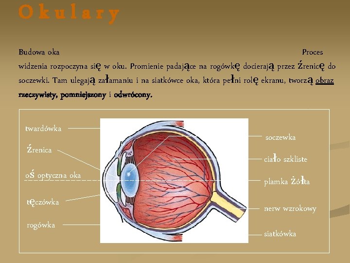 Okulary Budowa oka Proces widzenia rozpoczyna się w oku. Promienie padające na rogówkę docierają