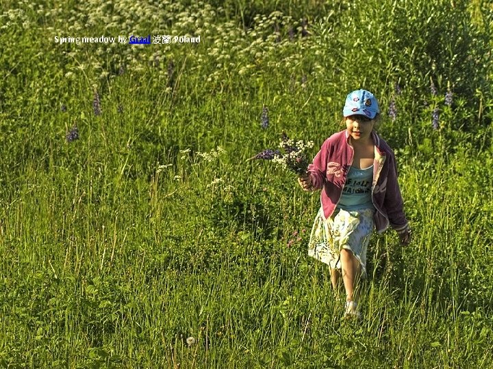 Spring meadow by Graal 波蘭 Poland 