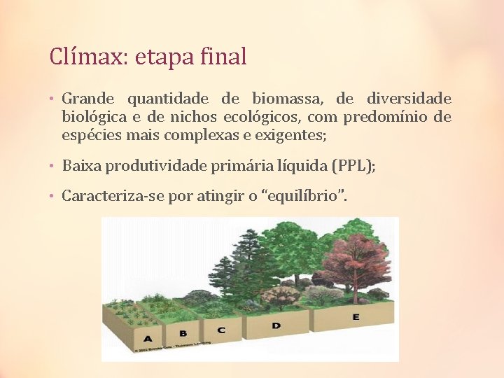 Clímax: etapa final • Grande quantidade de biomassa, de diversidade biológica e de nichos