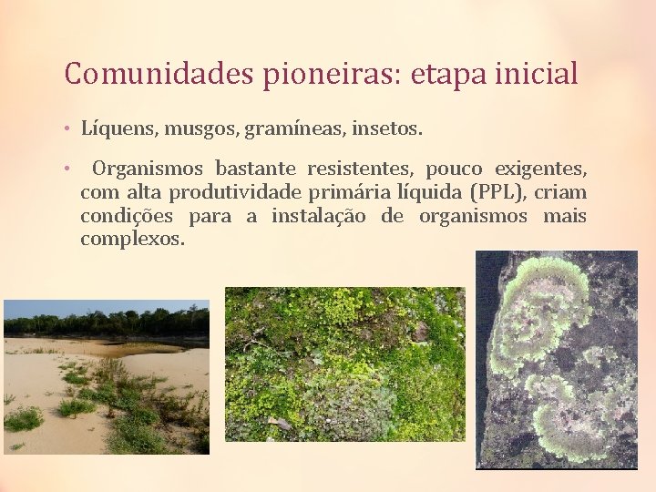 Comunidades pioneiras: etapa inicial • Líquens, musgos, gramíneas, insetos. • Organismos bastante resistentes, pouco