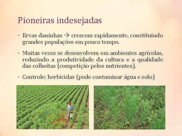 Pioneiras indesejadas • Ervas daninhas crescem rapidamente, constituindo grandes populações em pouco tempo. •