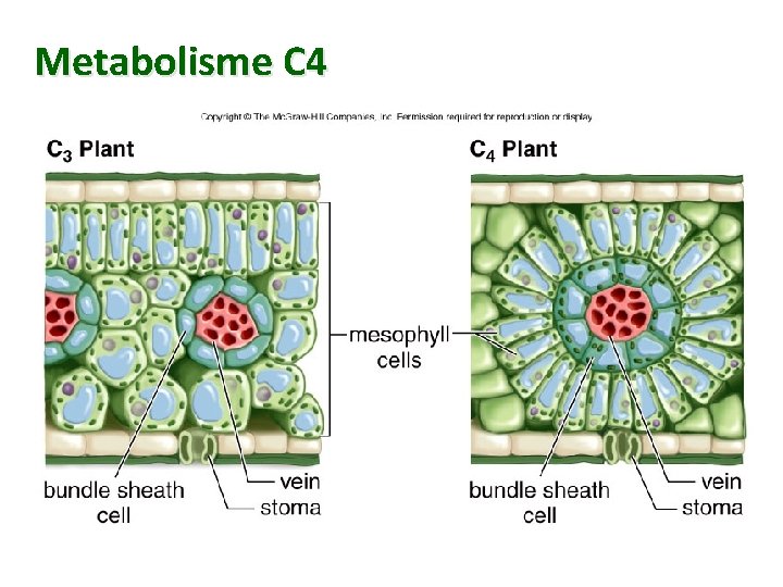 Metabolisme C 4 