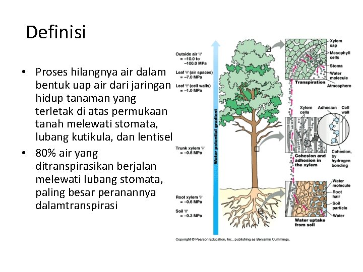 Definisi • Proses hilangnya air dalam bentuk uap air dari jaringan hidup tanaman yang