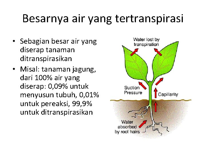 Besarnya air yang tertranspirasi • Sebagian besar air yang diserap tanaman ditranspirasikan • Misal: