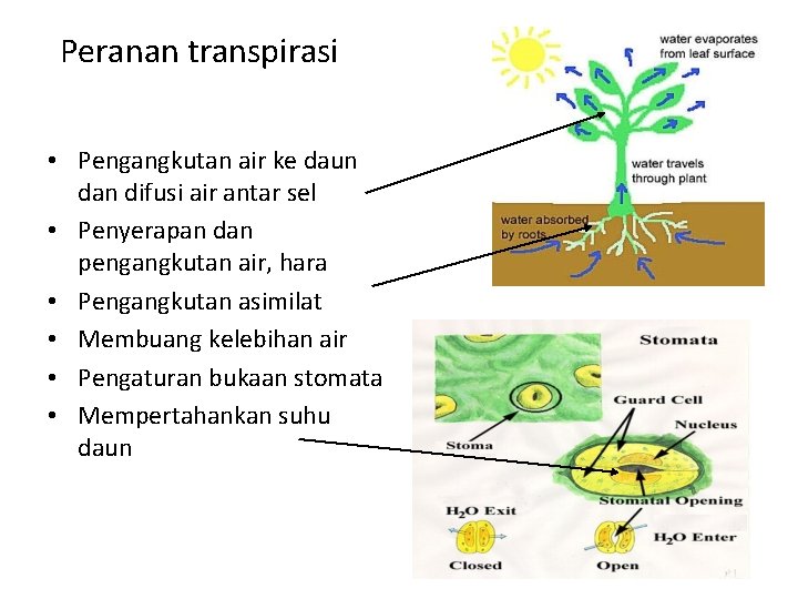 Peranan transpirasi • Pengangkutan air ke daun dan difusi air antar sel • Penyerapan