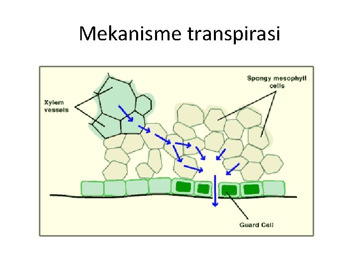 Mekanisme transpirasi 