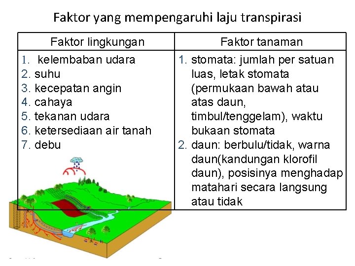 Faktor yang mempengaruhi laju transpirasi Faktor lingkungan 1. kelembaban udara 2. suhu 3. kecepatan