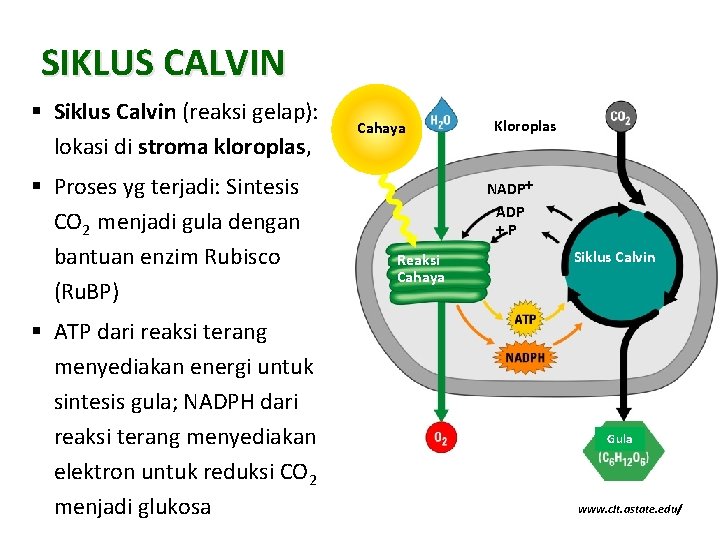 SIKLUS CALVIN § Siklus Calvin (reaksi gelap): lokasi di stroma kloroplas, § Proses yg