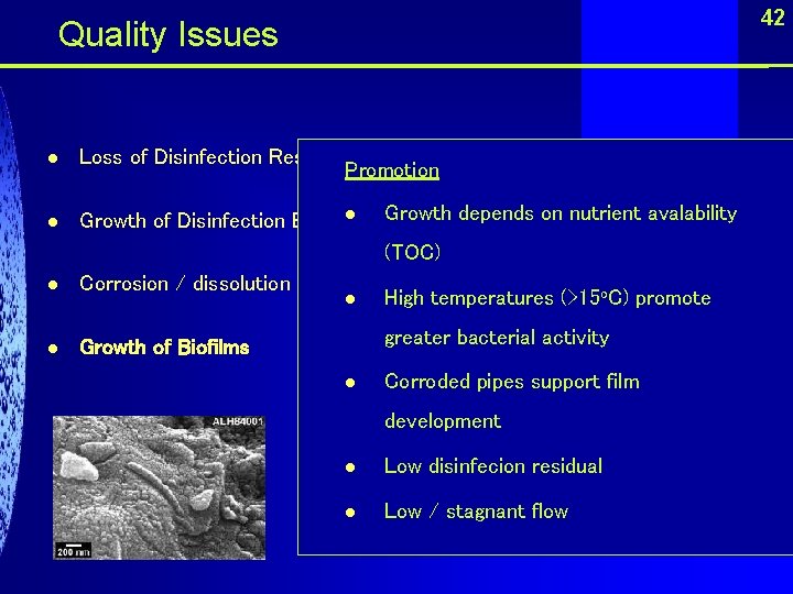 42 Quality Issues l l Loss of Disinfection Residual Promotion l Growth depends on